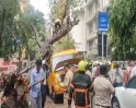 मुंबई के चेंबूर में बड़ा हादसा, स्कूल बस पर पेड़ गिरने से छात्र की मौत, एक फंसा, चार घायल