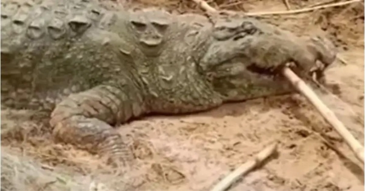 मुरैना के गेहूं के खेत में घुसा मगरमच्छ, रेस्क्यू के बाद चंबल नदी में छोड़ा गया