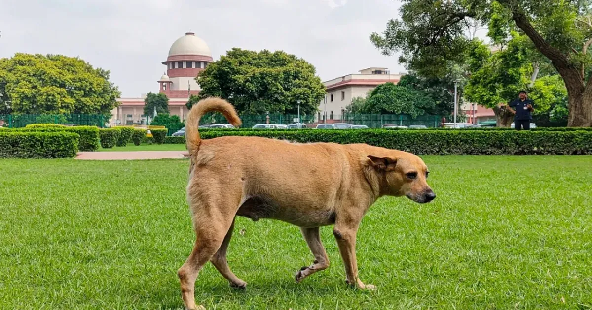 सुप्रीम कोर्ट ने सार्वजनिक स्थानों से कुत्तों को हटाने के आदेश के खिलाफ याचिका खारिज की