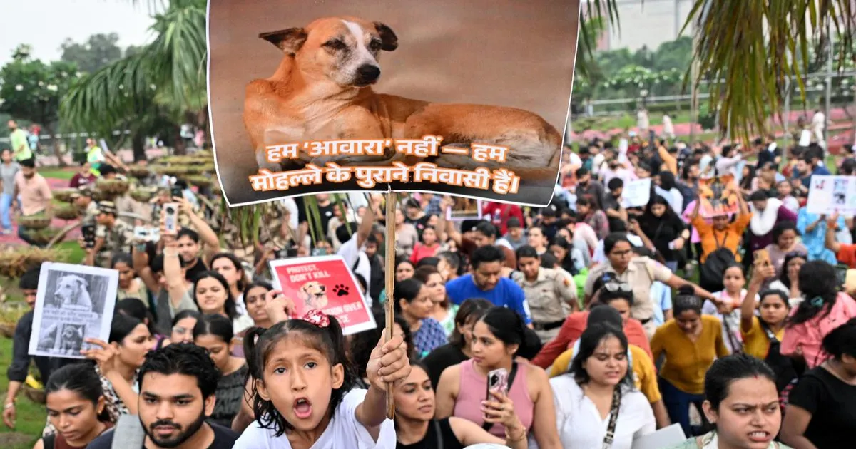 टीकाकरण के बाद आवारा कुत्तों की रिहाई को सुप्रीम कोर्ट की अनुमति