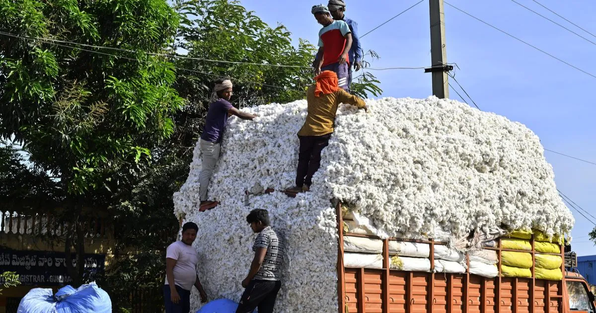 सरकार ने कपास के ड्यूटी-फ्री आयात की समयसीमा 31 दिसंबर तक बढ़ाई