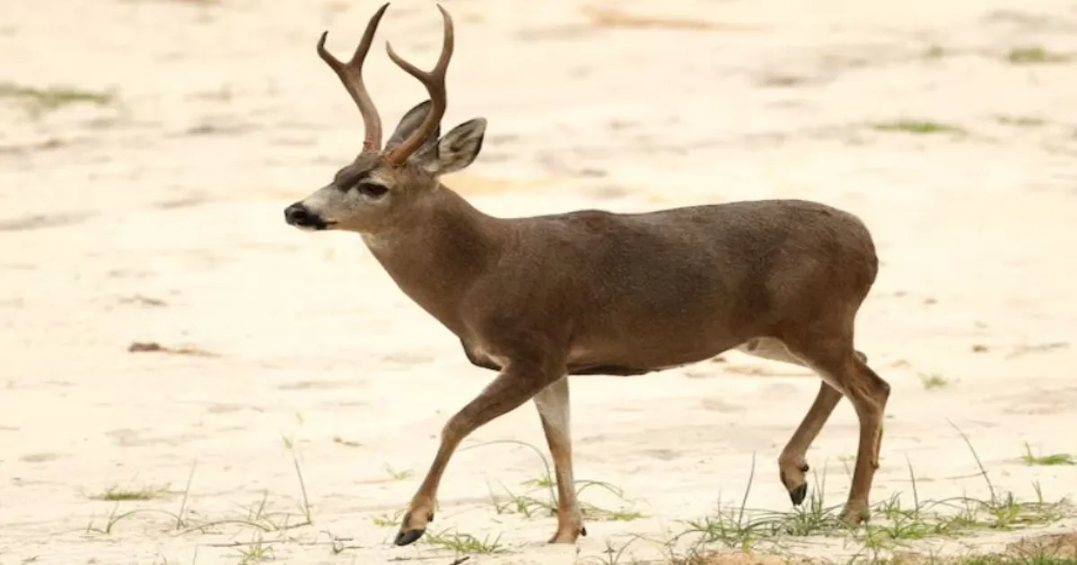 केरल के नए खुले चिड़ियाघर में लापरवाही, आवारा कुत्तों ने 10 हिरणों को मार डाला