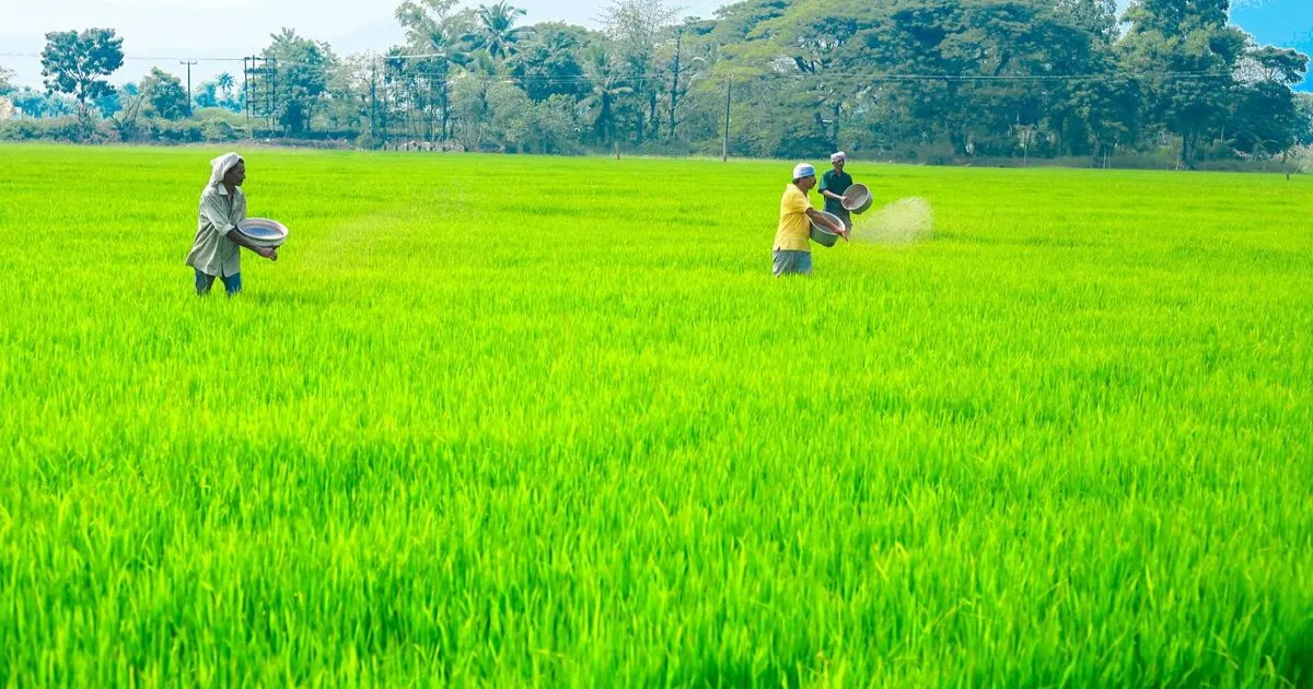 केरल के कुट्टनाड धान क्षेत्रों में मिट्टी में एल्युमिनियम का खतरनाक स्तर, फसल और किसानों की आजीविका पर संकट