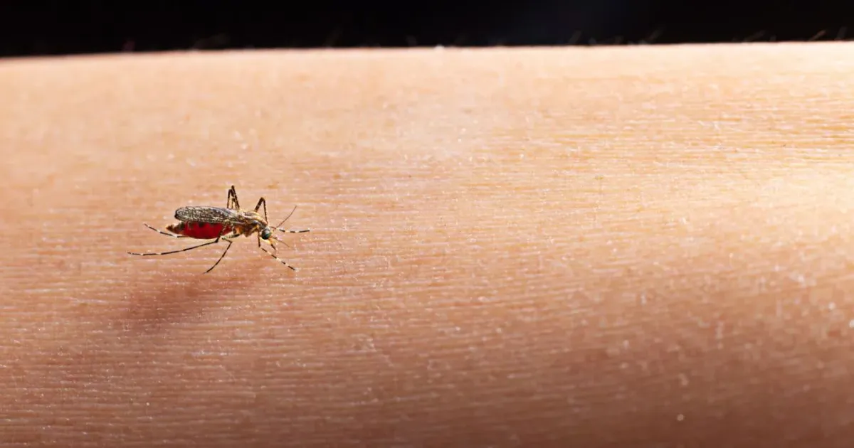 मलेरिया, डेंगू या वायरल फीवर? डॉक्टर ने बताया कैसे पहचानें फर्क और कब जाएं अस्पताल