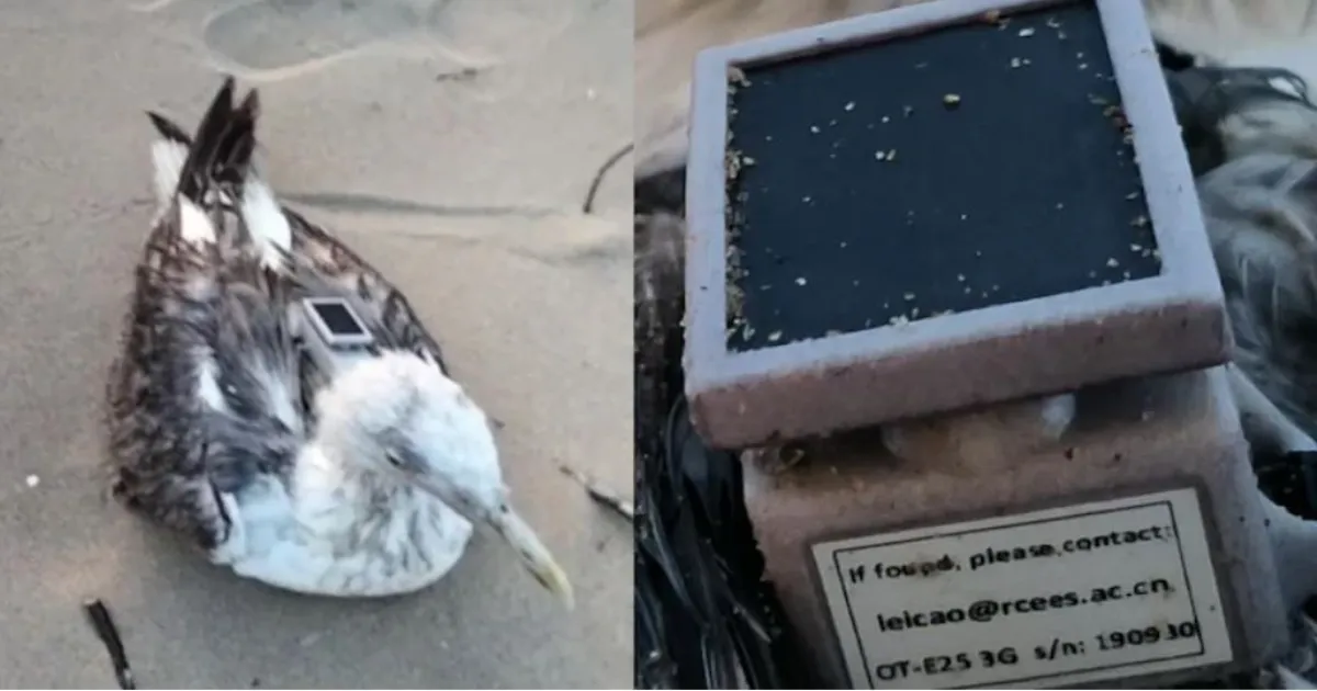 कर्नाटक तट पर चीनी संस्थान का GPS ट्रैकर लगा सीगल मिला, सुरक्षा एजेंसियां सतर्क