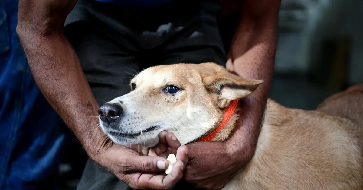 world-para-athletics-coaches-bitten-stray-dog