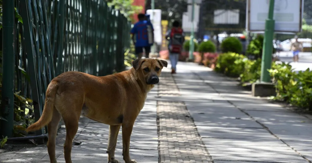 आवारा कुत्तों के मामले में सुप्रीम कोर्ट सख्त, राज्यों के मुख्य सचिवों को किया तलब