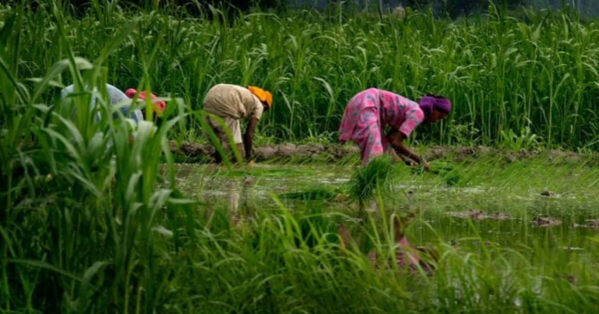 कृषि मंत्रालय ने जारी किया नया बीज विधेयक 2025 का मसौदा, जनता से मांगा सुझाव