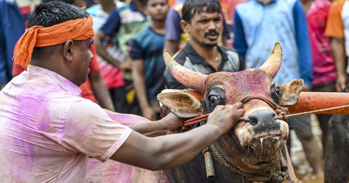 भारी बारिश और रेड अलर्ट के बीच रत्नागिरी में पारंपरिक नांगर्णी स्पर्धा में किसानों का उत्साह