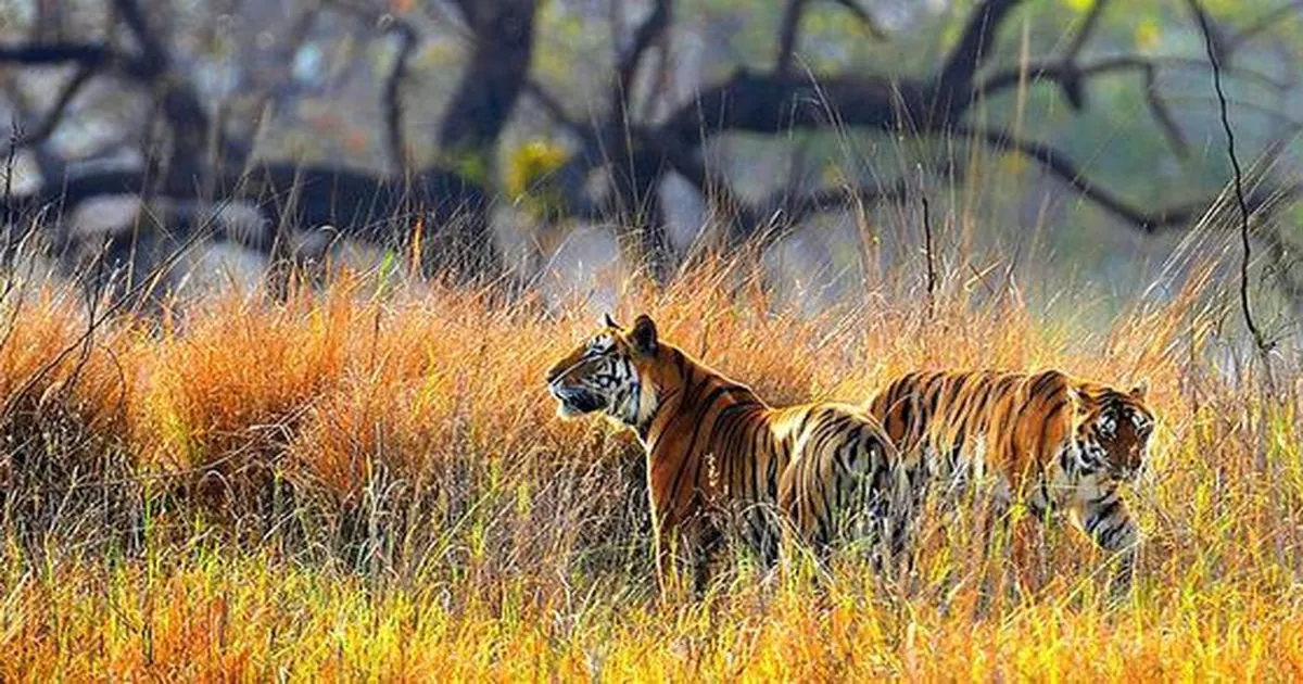 कैनाइन डिस्टेंपर वायरस से बाघों की मौत पर मध्य प्रदेश हाईकोर्ट ने टाइगर रिजर्व की मांगी रिपोर्ट