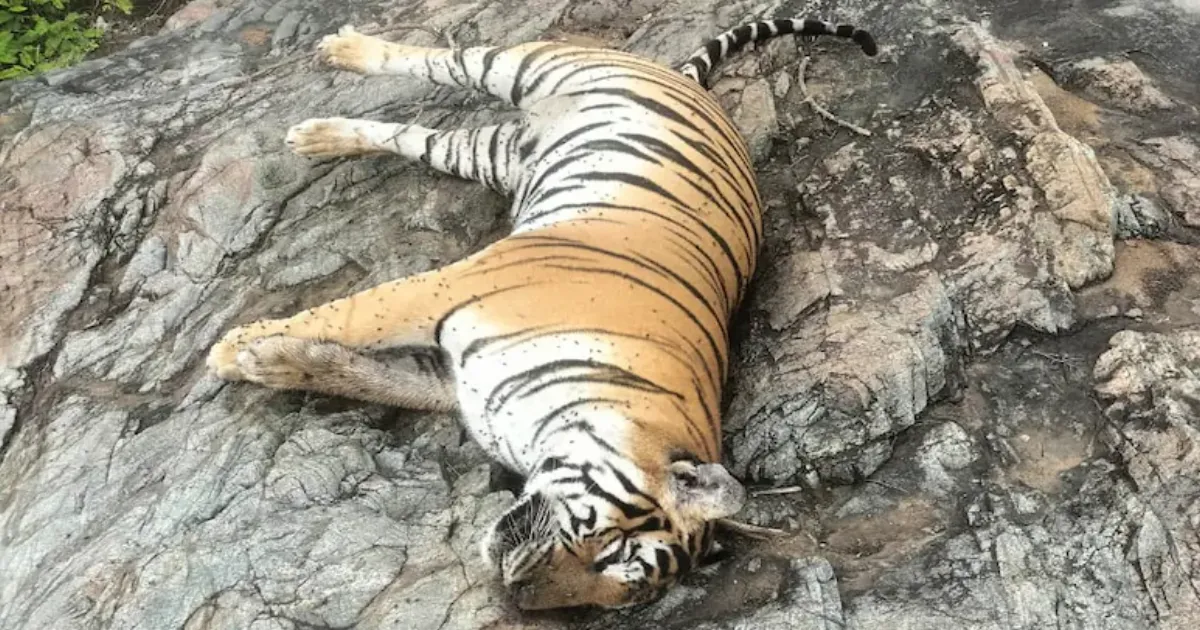 पीलीभीत टाइगर रिजर्व में घायल मिली बाघिन की उपचार के दौरान मौत, पोस्टमार्टम से खुलेगा मौत का राज