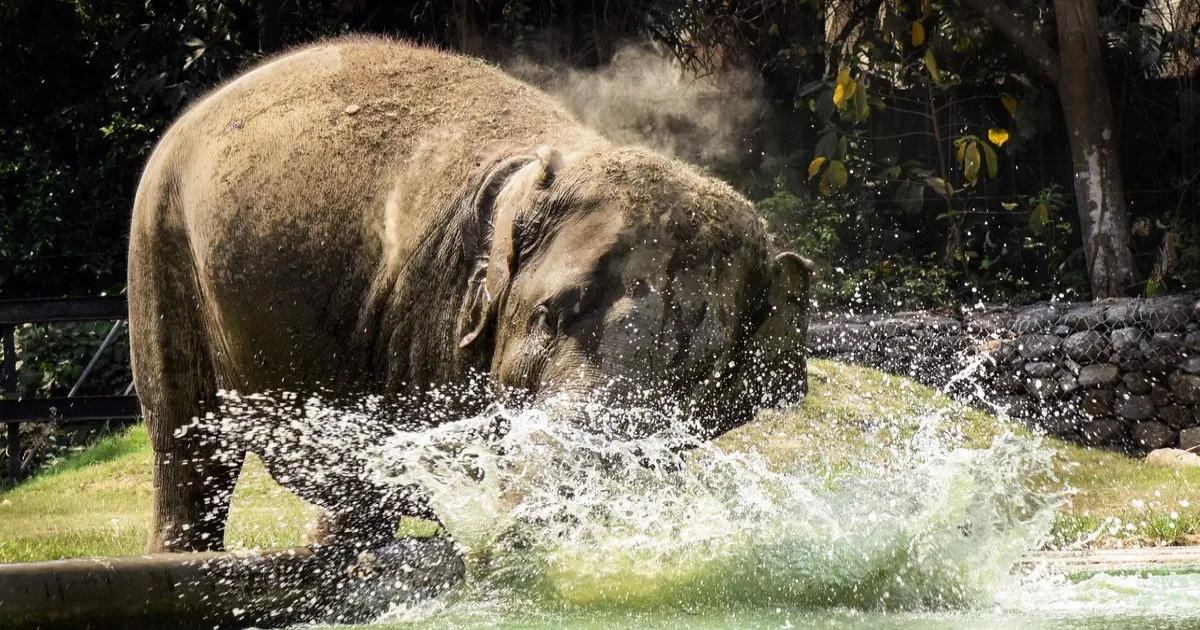 elephants-stress-south-bengal-habitat-study