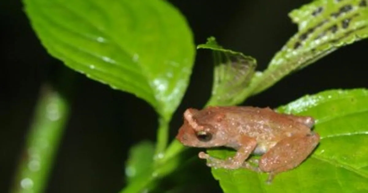 13-new-amphibians-discovered-northeast-india