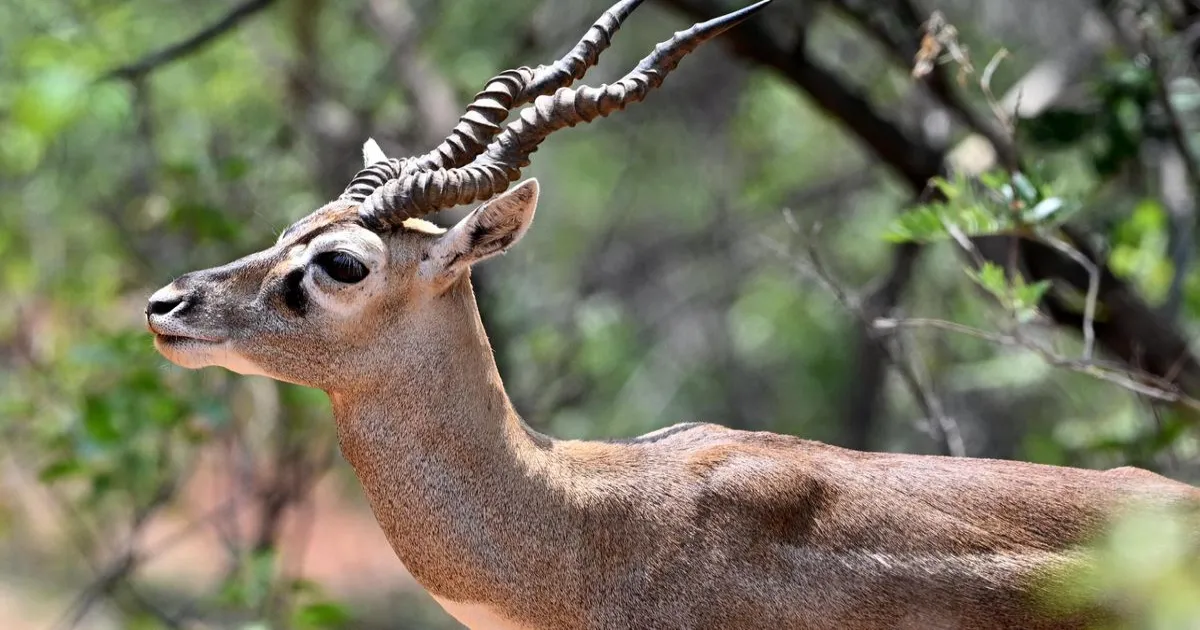 झारखंड के जमशेदपुर चिड़ियाघर में बैक्टीरियल इंफेक्शन से 10 काले हिरणों की मौत