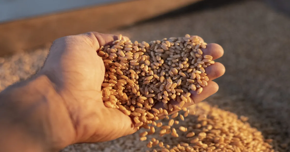 केंद्र ने 25 लाख टन गेहूं निर्यात को दी मंजूरी, अतिरिक्त चीनी शिपमेंट की भी अनुमति