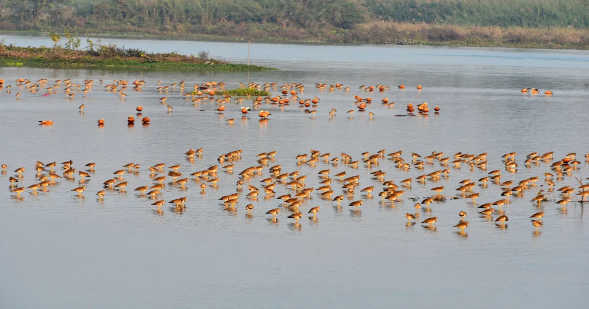 कश्मीर में प्रवासी पक्षियों की बहार, सरकार के संरक्षण प्रयासों से आर्द्रभूमि और पर्यावरणीय पर्यटन को मजबूती