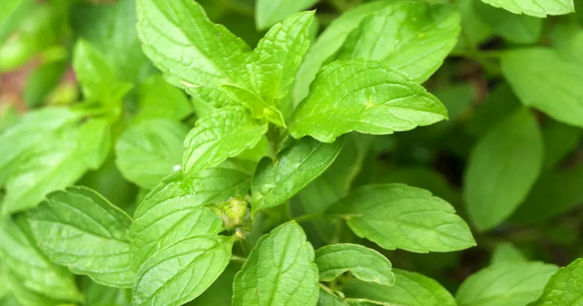 क्या तुलसी का पानी सच में फायदेमंद है? जानें इसके लाभ और सावधानियां