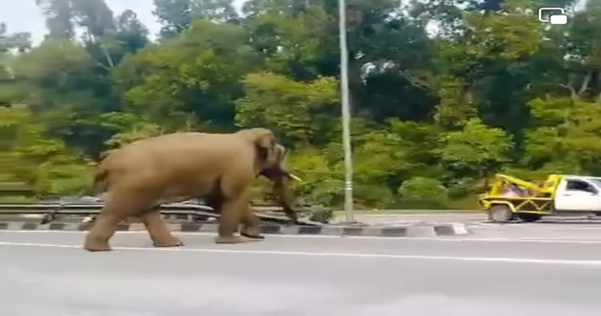 हरिद्वार हाईवे पर दाखिल हुए 6 जंगली हाथी, यात्रियों में हड़कंप