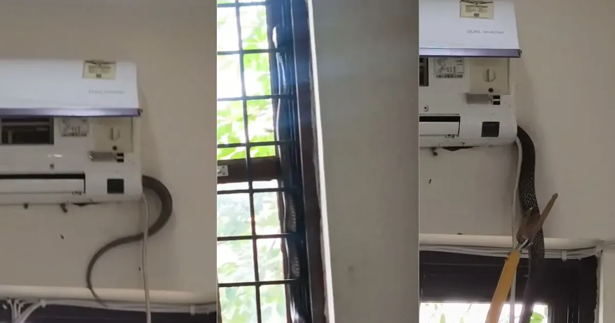 सीतापुर बीजेपी कार्यालय में जिलाध्यक्ष के कमरे में निकला किंग कोबरा, पांच घंटे में हुआ रेस्क्यू