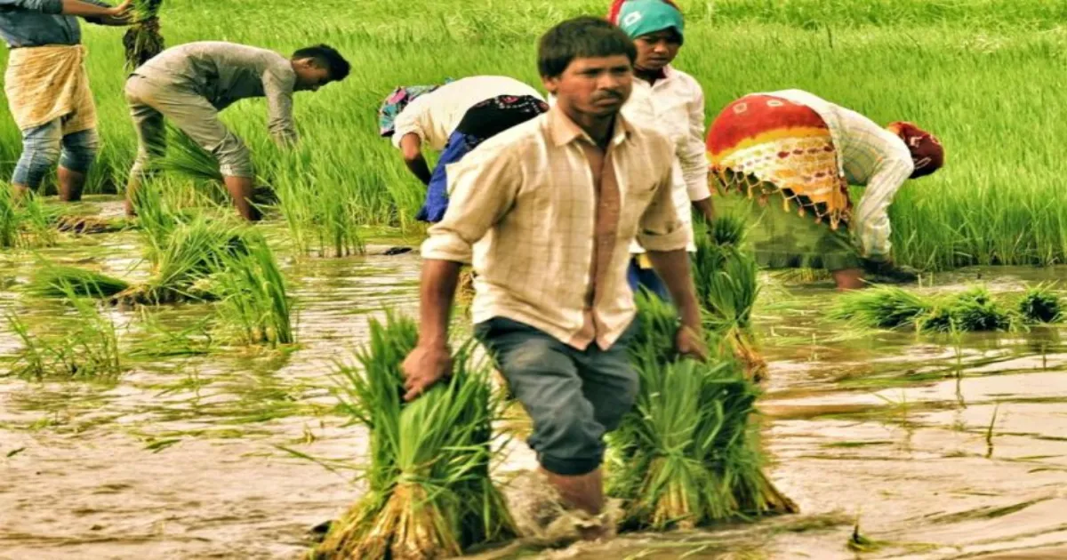 jharkhand-farmers-paddy-bonus-msp