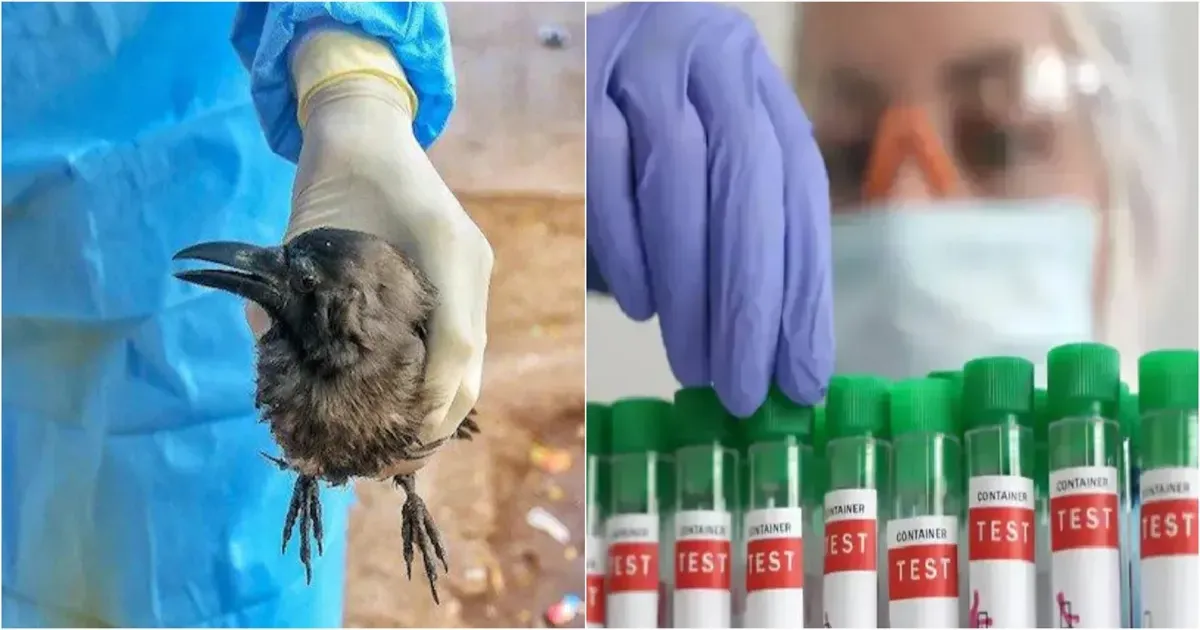 चेन्नई में बर्ड फ्लू का खतरा: सैकड़ों कौवे मृत मिले, सरकार ने जारी की एडवाइजरी
