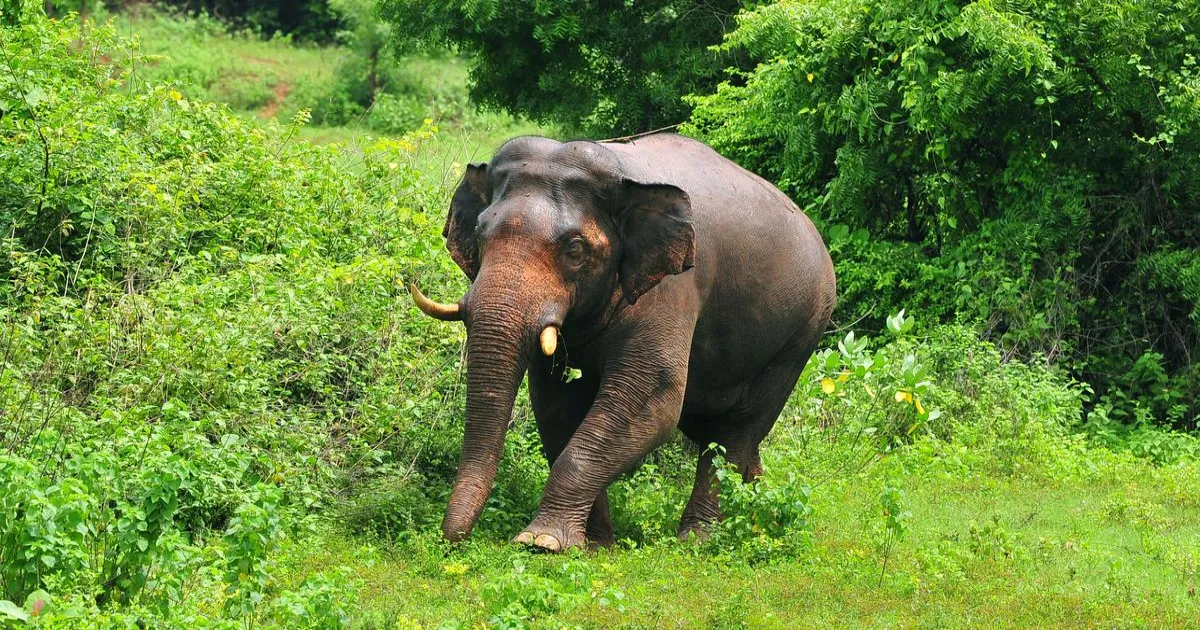 केरल के पलक्कड़ में दृष्टिबाधित जंगली हाथी पीटी-5 को इलाज के लिए बेहोश किया गया