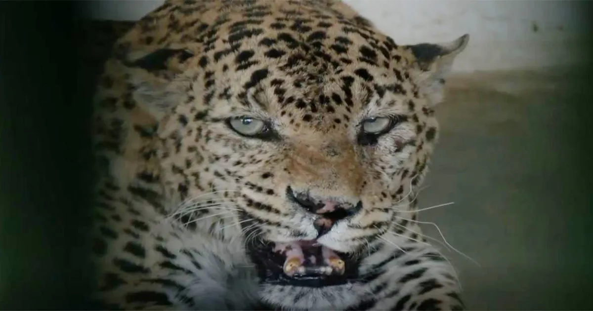 जयपुर के नाहरगढ़ जैविक उद्यान में भीषण गर्मी से बचाव के विशेष इंतजाम, बदली गई जानवरों की डाइट