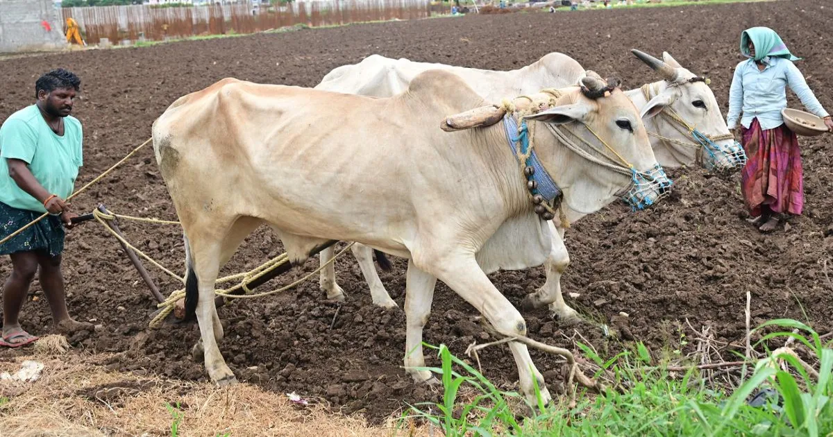 आशा और निराशा की भूमि: आंध्र में फसल नाकामी और बढ़ते कर्ज ने किसानों को आत्महत्या पर मजबूर किया