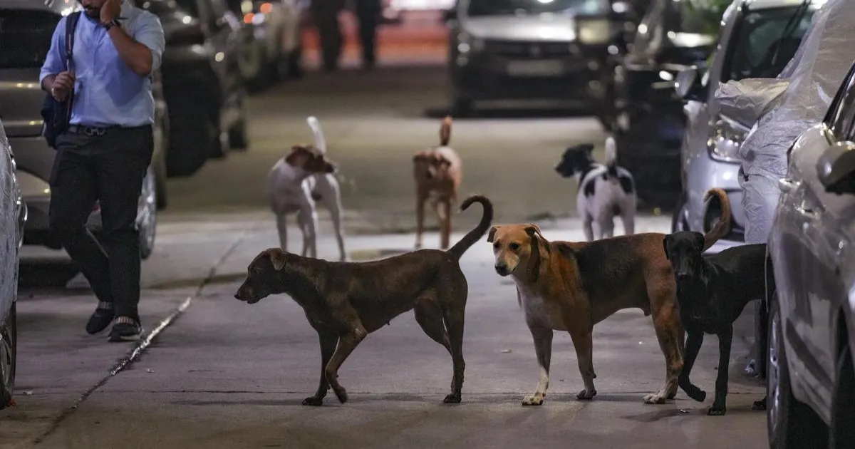 कुत्तों के काटने की घटनाओं पर सख्त सुप्रीम कोर्ट: राज्यों से भारी मुआवजा वसूलने की चेतावनी