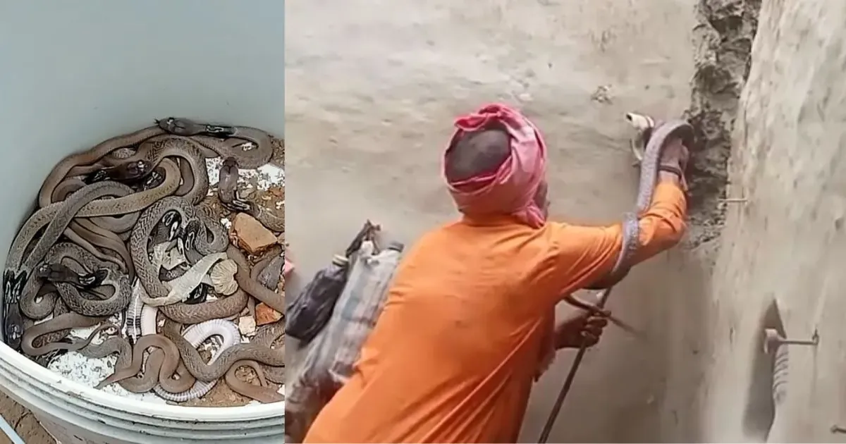 अंबेडकरनगर में घर की दीवार और ड्रम से निकले 26 सांप, कोबरा मिलने से मची अफरा-तफरी