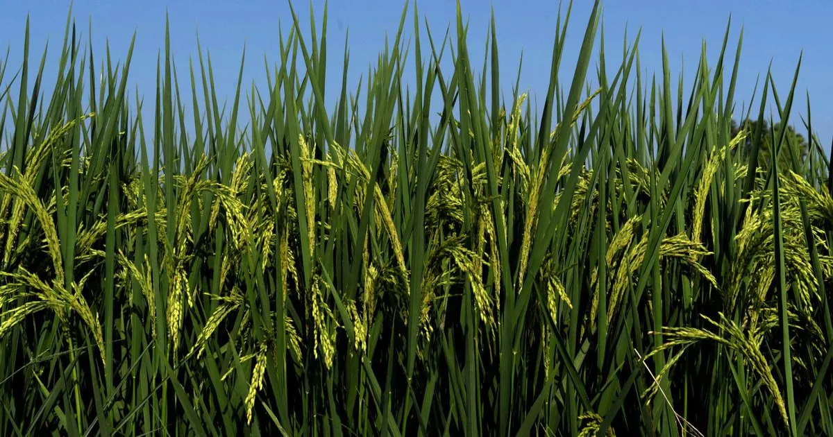 100 अरब डॉलर के लक्ष्य के लिए भारत को स्थिर कृषि-निर्यात नीति की जरूरत: आर्थिक सर्वेक्षण