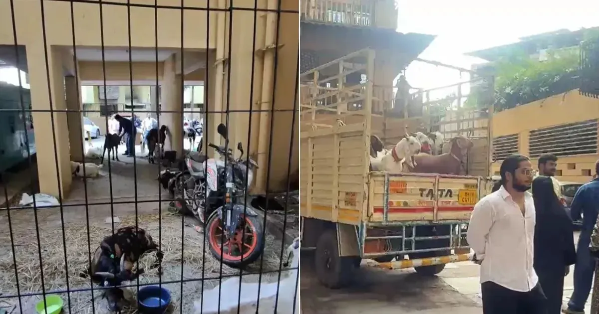 मुंबई के मीरा रोड में बकरीद से पहले बवाल, बकरों को लेकर विवाद के बीच हिंदू संगठनों ने लाया सूअर