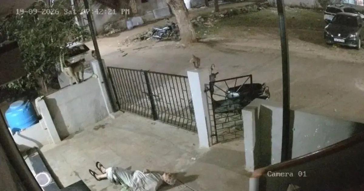 कर्नाटक में बंदर ने 91 वर्षीय महिला को गिराया, सिर में चोट लगने से अस्पताल में मौत