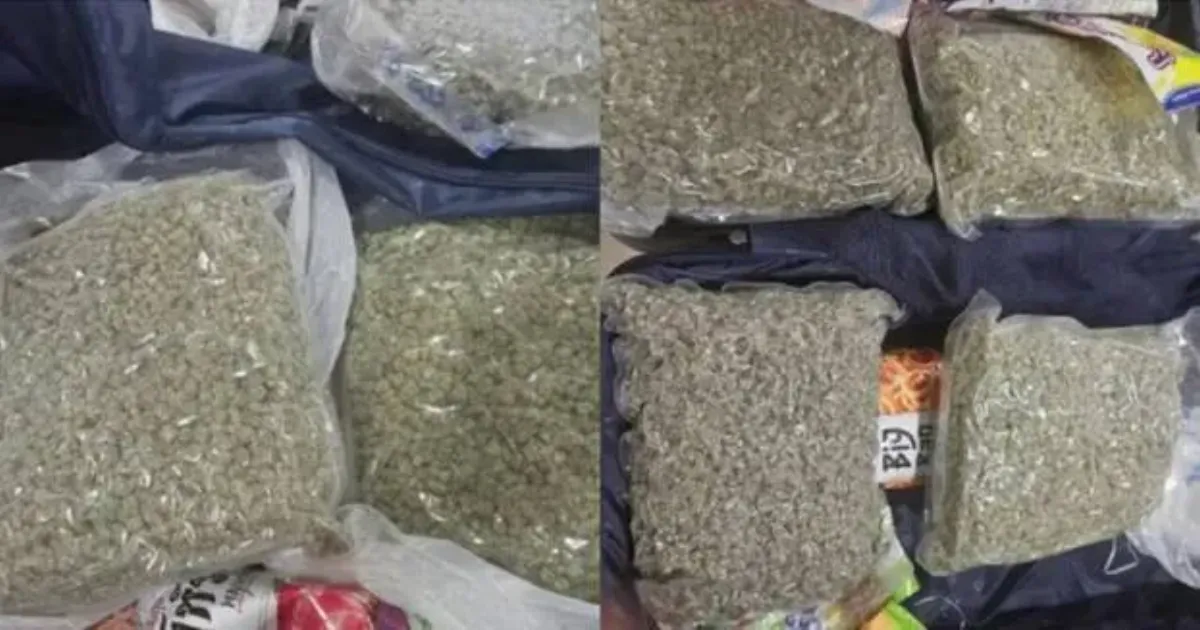 कोच्चि एयरपोर्ट पर यात्री से ₹4 करोड़ का हाइब्रिड गांजा जब्त