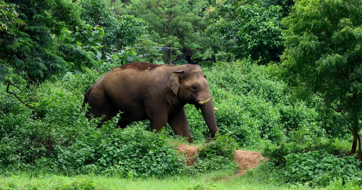 केरल के इडुक्की में जंगली हाथी के हमले में 64 वर्षीय व्यक्ति की मौत