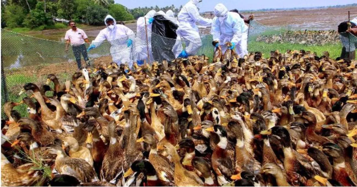 केरल के अलप्पुझा और कोट्टायम में बर्ड फ्लू की पुष्टि, पोल्ट्री किसानों को बड़ा झटका