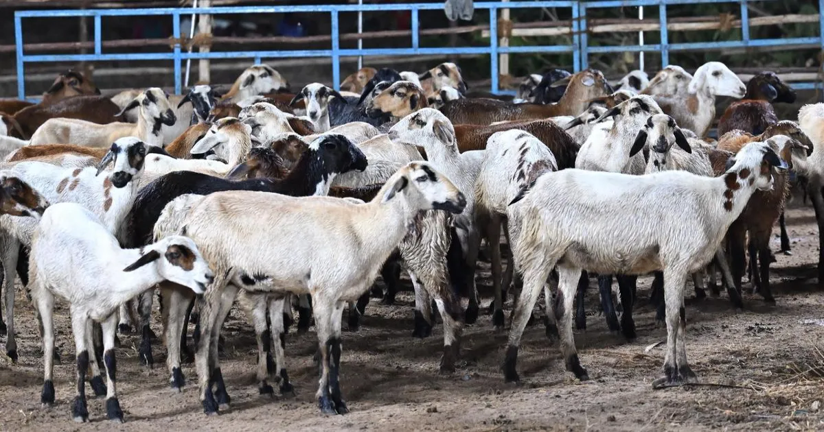 tn-goat-sheep-breeding-policy-nucleus-herd