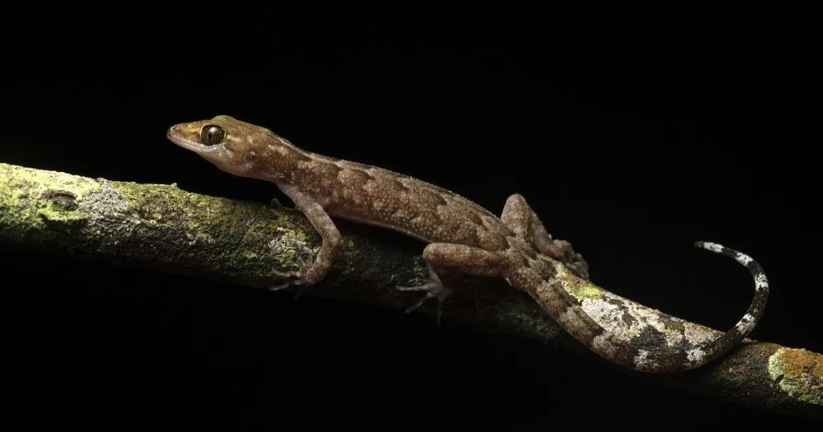 काज़ीरंगा राष्ट्रीय उद्यान में उत्तर-पूर्व भारत की 40% उभयचर और सरीसृप प्रजातियाँ पाई गईं