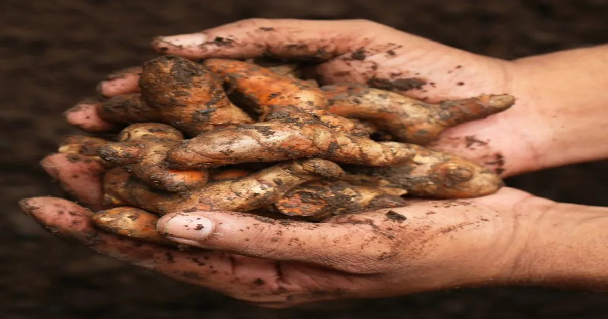 आदिवासी संघम ने इमली, हल्दी और काजू के लिए एमएसपी बढ़ाने की मांग की