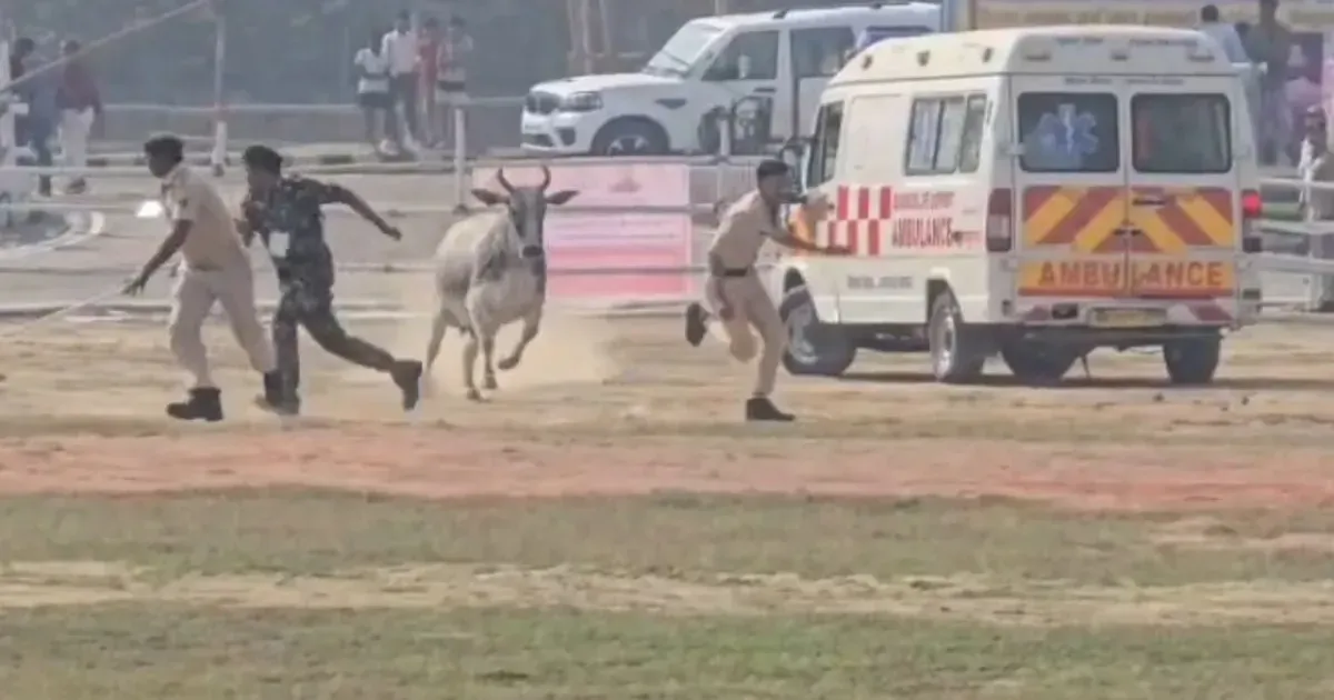 बिहार अजीबोगरीब: बेगूसराय हेलिपैड पर भटका बैल घुसा, पुलिसकर्मी का पीछा किया