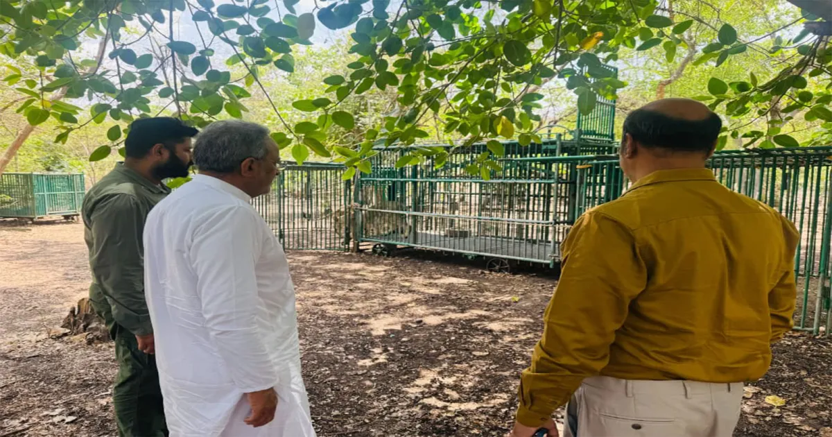गुजरात के वन मंत्री अर्जुनभाई मोढवाडिया का गिर वन दौरा, एशियाई शेरों में संक्रमण की स्थिति की समीक्षा