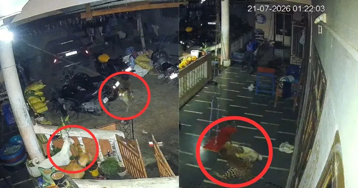 सूरत के गांव में तेंदुए की दस्तक, कुत्तों की बहादुरी से टला बड़ा हादसा; सीसीटीवी में कैद हुई घटना