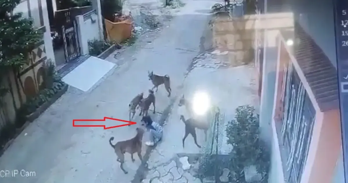 गोंदिया में 5 साल की बच्ची पर आवारा कुत्तों का हमला, सीसीटीवी में कैद हुई दिल दहला देने वाली घटना
