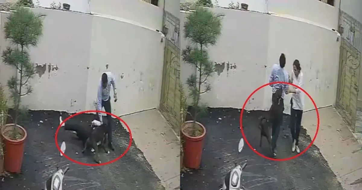 पटियाला में पालतू पिटबुल का खौफ, पति-पत्नी पर किया हमला; दोनों गंभीर रूप से घायल