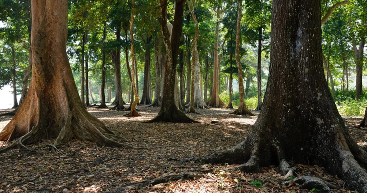 केंद्र ने NGT से कहा — ग्रेट निकोबार परियोजना के जैवविविधता प्रभाव से अवगत, संरक्षण उपाय लागू