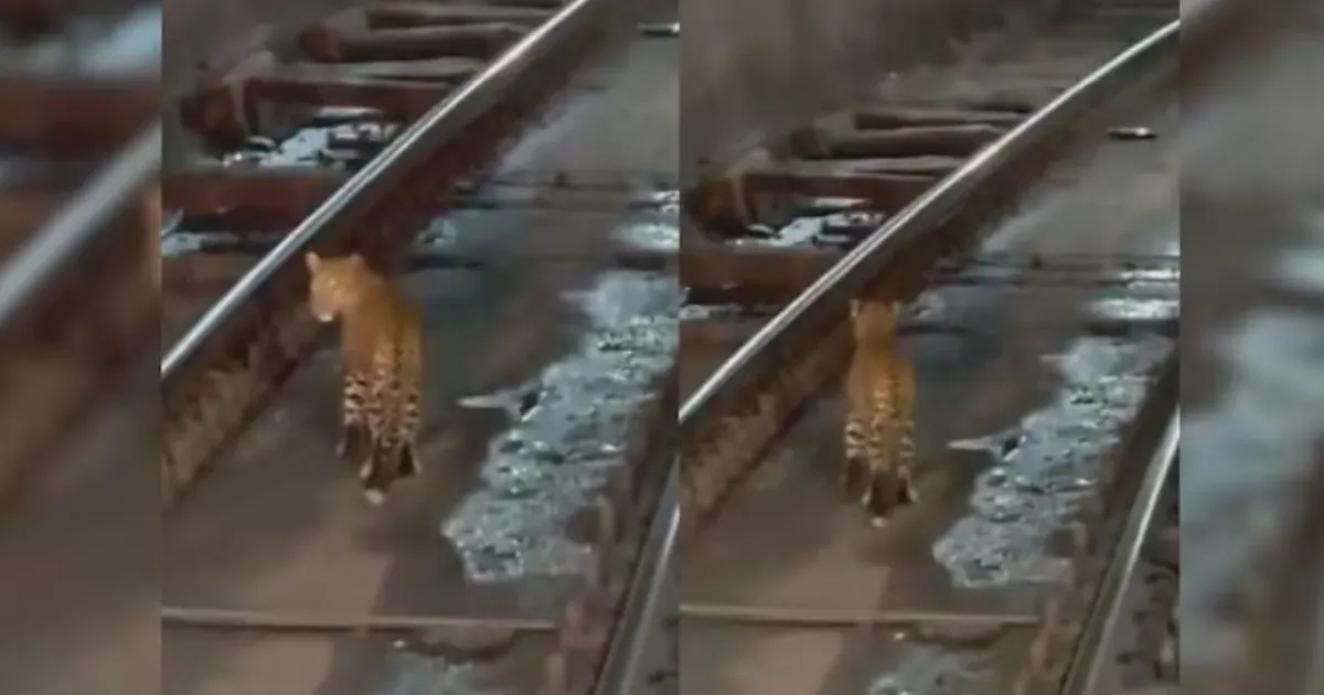 छत्तीसगढ़ में रेलवे सुरंग के अंदर दिखा तेंदुआ, ट्रेन चालक ने धीमी की रफ्तार