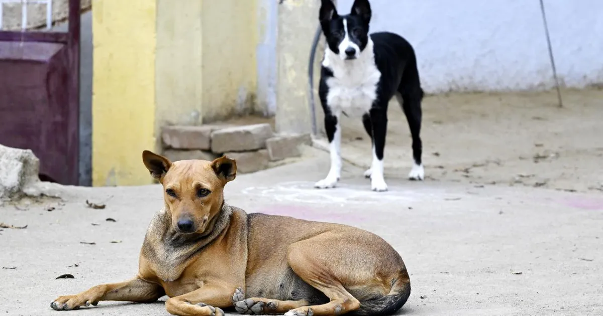 rwas-hail-supreme-court-order-shift-stray-dogs-shelters
