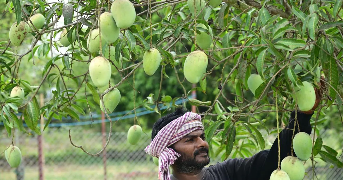 आंध्र प्रदेश में छह बागवानी फसलों के लिए एकीकृत लॉजिस्टिक्स योजना, किसानों की आय बढ़ाने पर जोर
