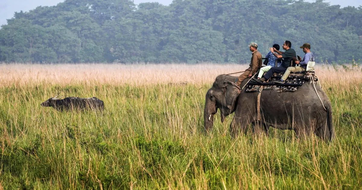 elephant-safaris-resume-corbett-rajaji