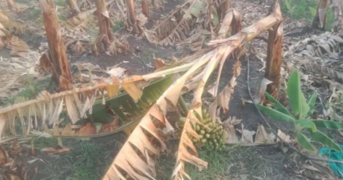 महाराष्ट्र में बेमौसम बारिश से किसानों को बड़ा नुकसान: फसलें और बगीचे प्रभावित हुए